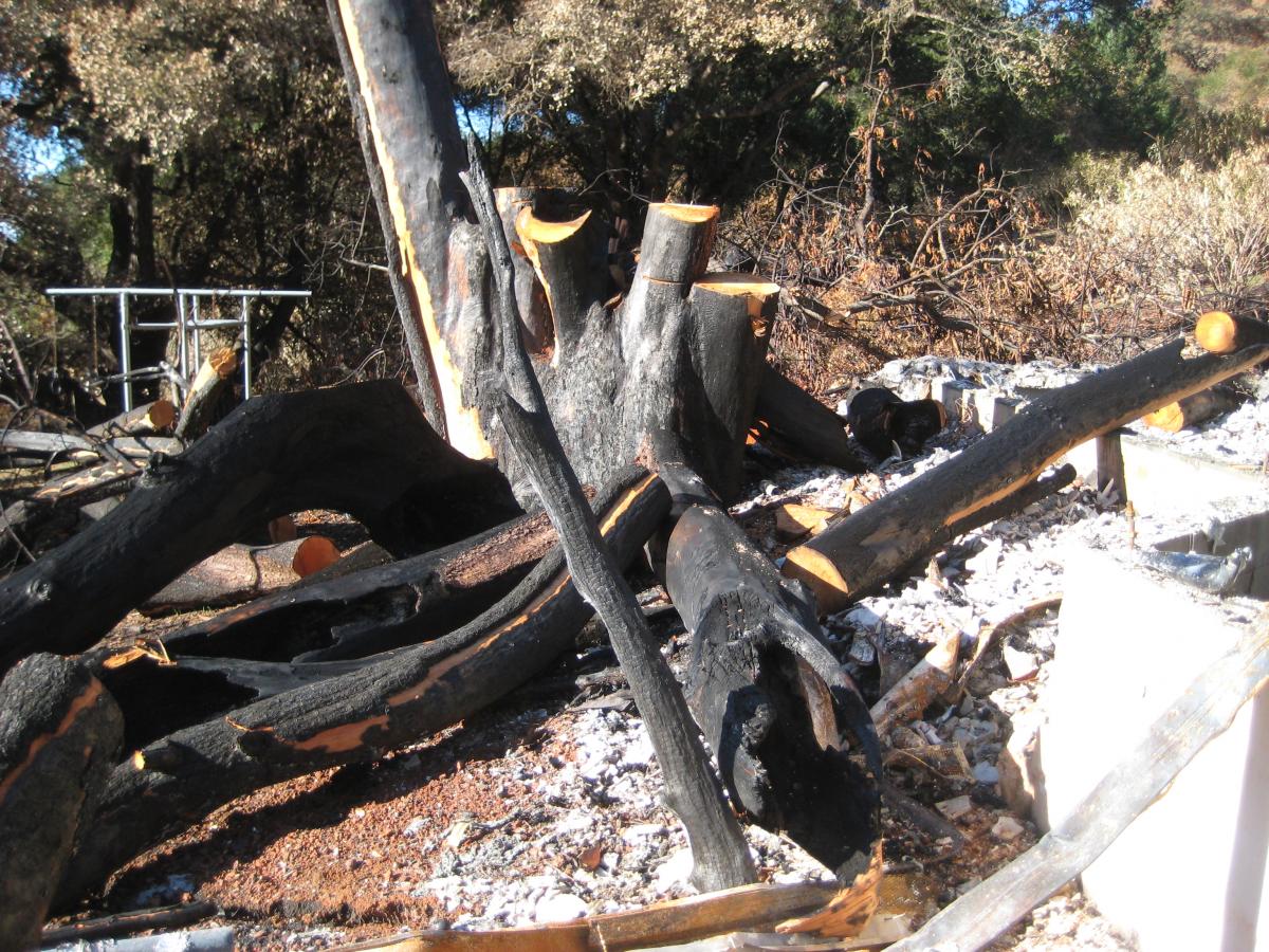 The remains of the 100 year old avocado tree at Amy White's childhood home, which was destroyed by the Santa Rosa wildfire in October 2017